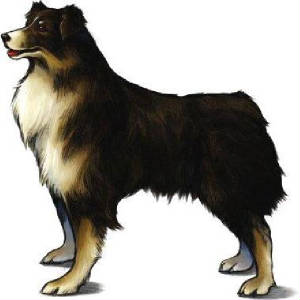 crystalsdog.jpg